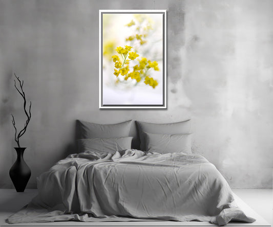 Beautiful, bright yellow Alyssum flowers. Framed Fine Art Photography Canvas Wall Art by Kristen Olivares.