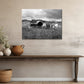 Beautiful, abandoned, antique cars left out in a field in Iceland. Printed on metal. Black and white Fine art photography by Kristen Olivares. 