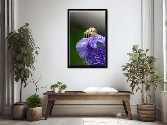 Atop the Iris-Fine Art Photography-A Yellow Snail on a Purple Iris