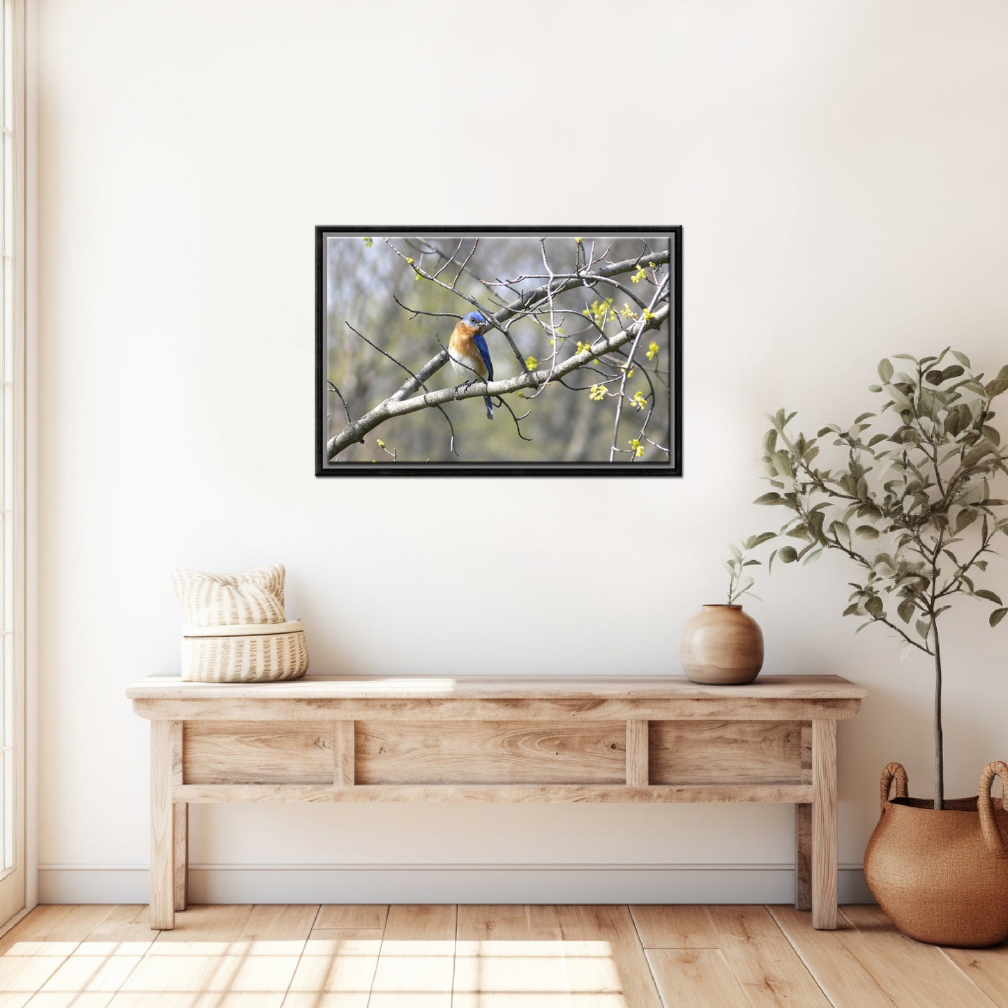 Beautiful, Springtime, Bluebird sitting in a blooming tree. Fine Art Canvas Art print by Kristen Olivares