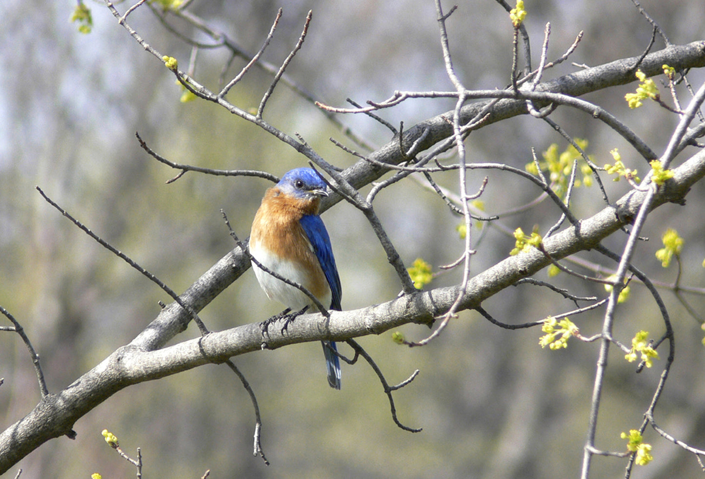 Beautiful, Springtime, Bluebird sitting in a blooming tree. Fine Art Canvas Art print by Kristen Olivares