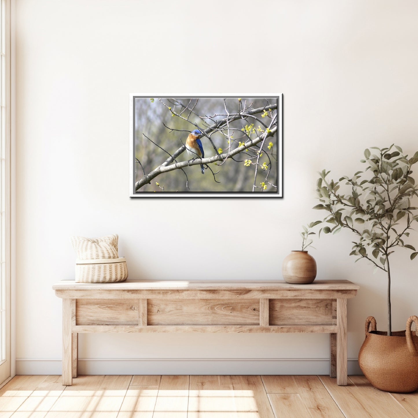 Beautiful, Springtime, Bluebird sitting in a blooming tree. Fine Art Canvas Art print by Kristen Olivares