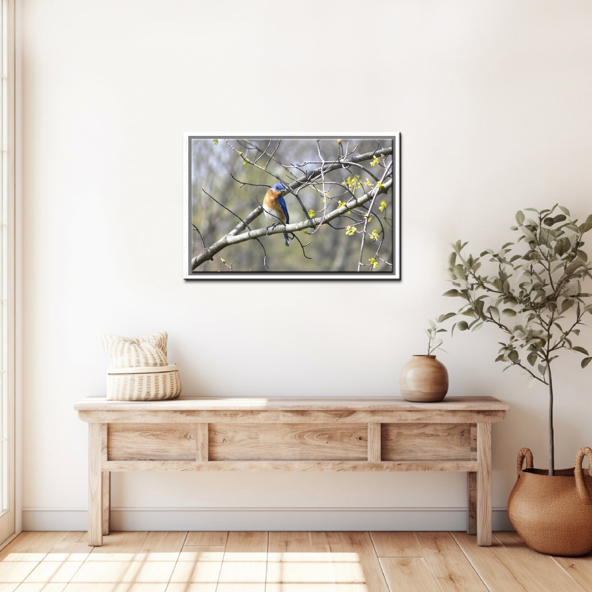 Beautiful, Springtime, Bluebird sitting in a blooming tree. Fine Art Canvas Art print by Kristen Olivares