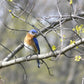 Blue bird in the Springtime.  Fine Art Photography. Kristen Olivares