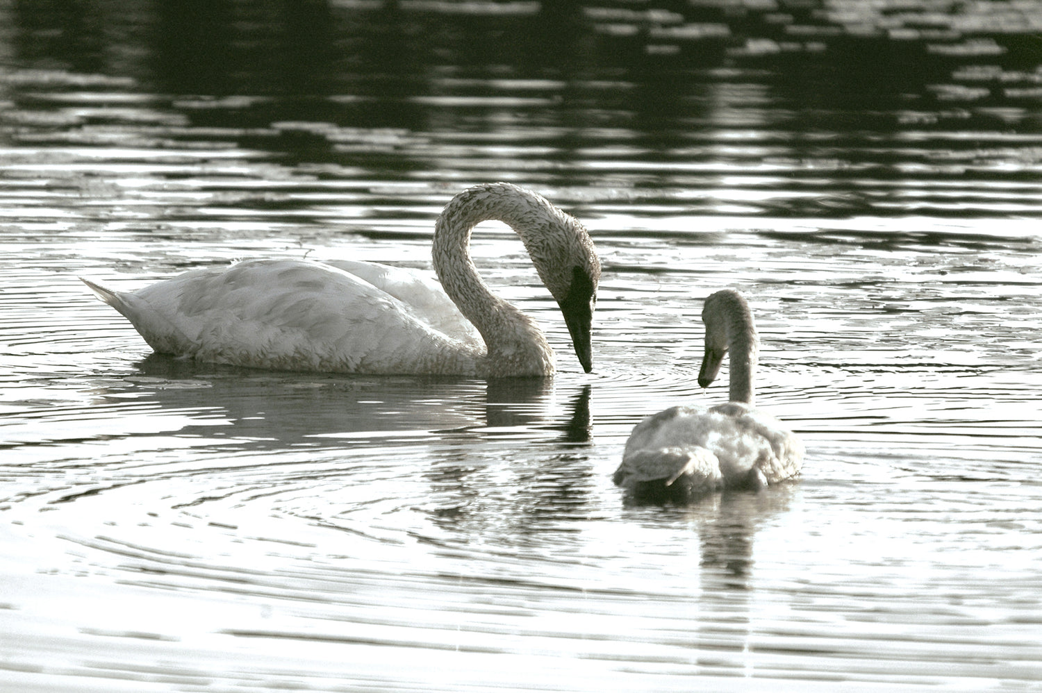 Mom and baby swan. Black and White.  Fine Art Photography. Kristen Olivares