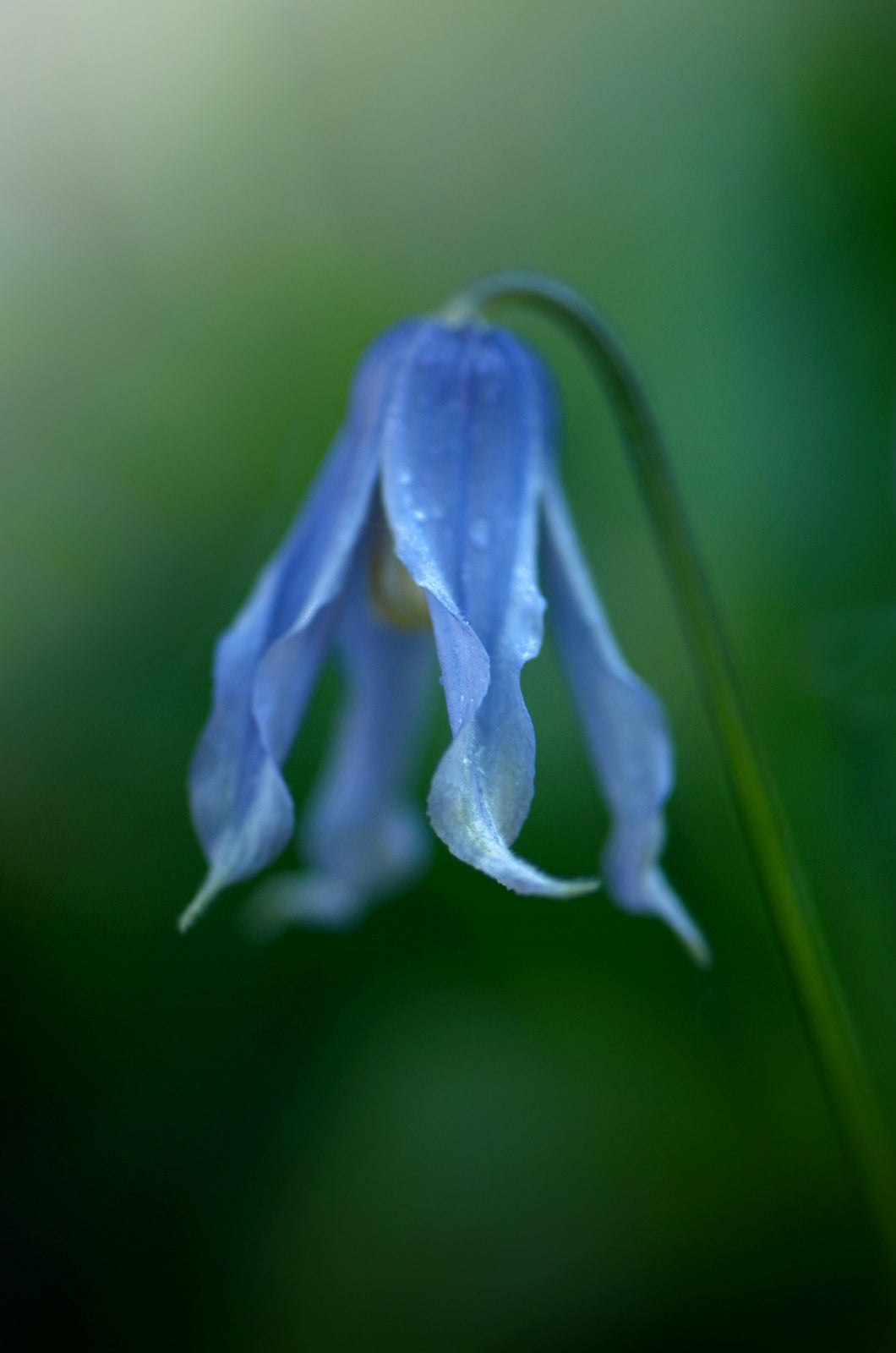 Beautiful blue, belle shaped clematis Flower, just after the rain. Delicate photo. Framed fine art photography by Kristen Olivares. 