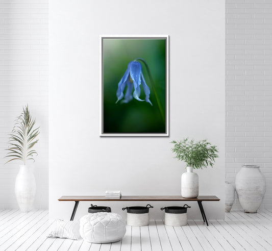 Beautiful blue, belle shaped clematis Flower, just after the rain. Delicate photo. Framed fine art photography by Kristen Olivares. 