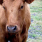 Beautiful brown cow in the green fields of Iceland. Canvas wall art by Kristen Olivares.