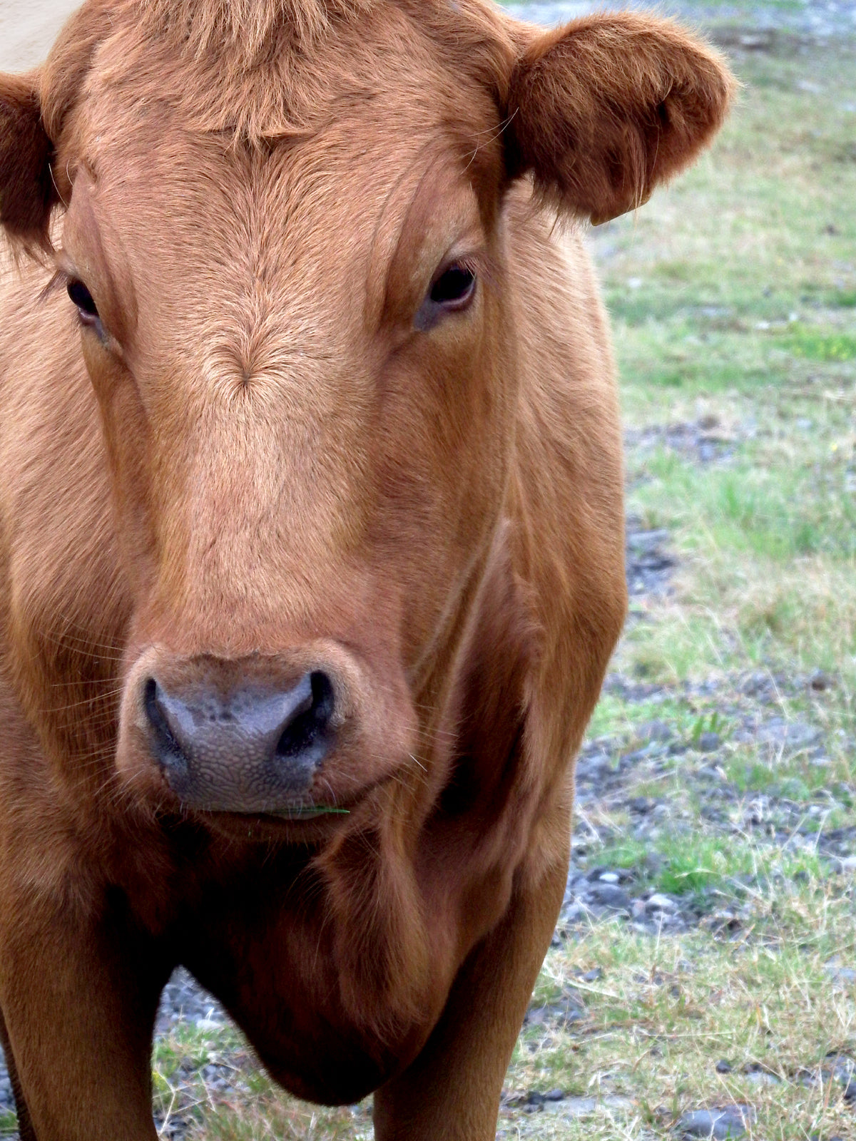 Beautiful brown cow in the green fields of Iceland. Canvas wall art by Kristen Olivares.