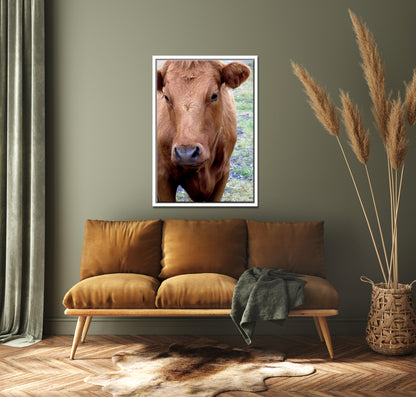 Beautiful brown cow in the green fields of Iceland. Framed canvas wall art by Kristen Olivares.