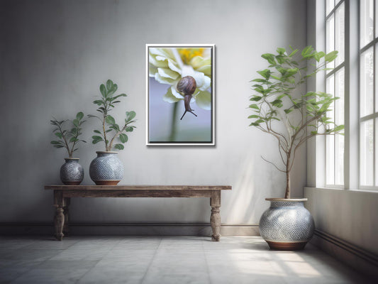 Brown snail crawling on a cream-colored flower.  Fine Art Photography. Kristen Olivares