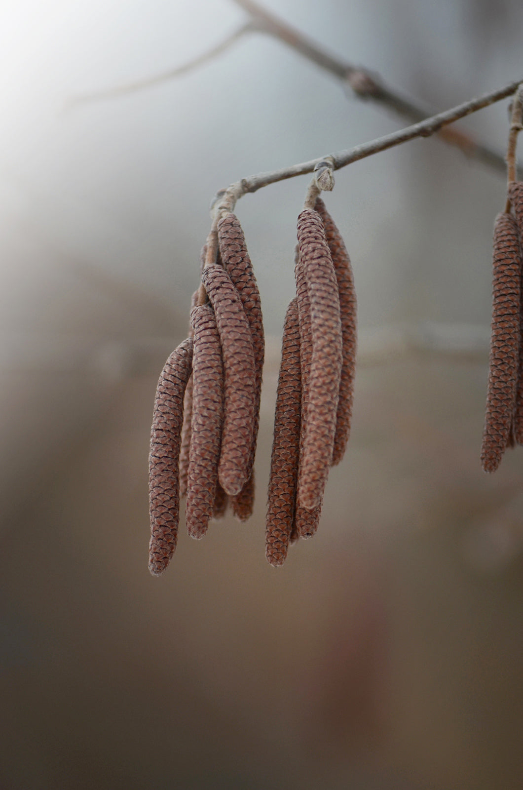 Catkins on a spring day. Macro photo, by Kristen Olvares