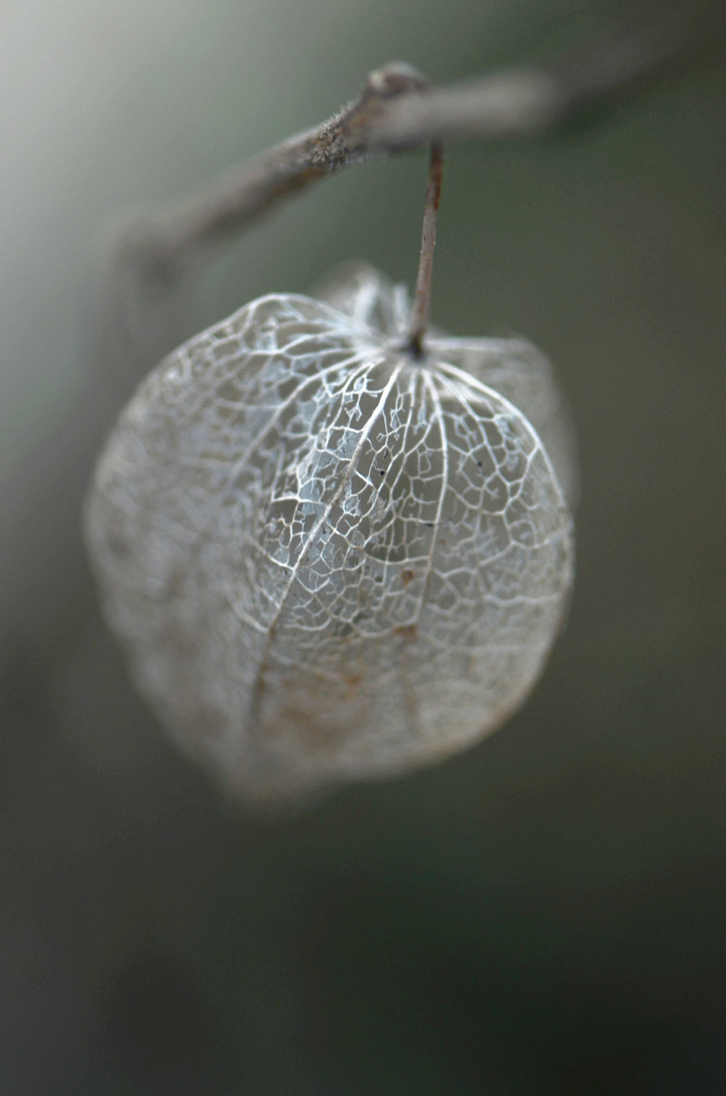 Chinese Lantern up close macro photo. Canvas photo by Kristen Olivares