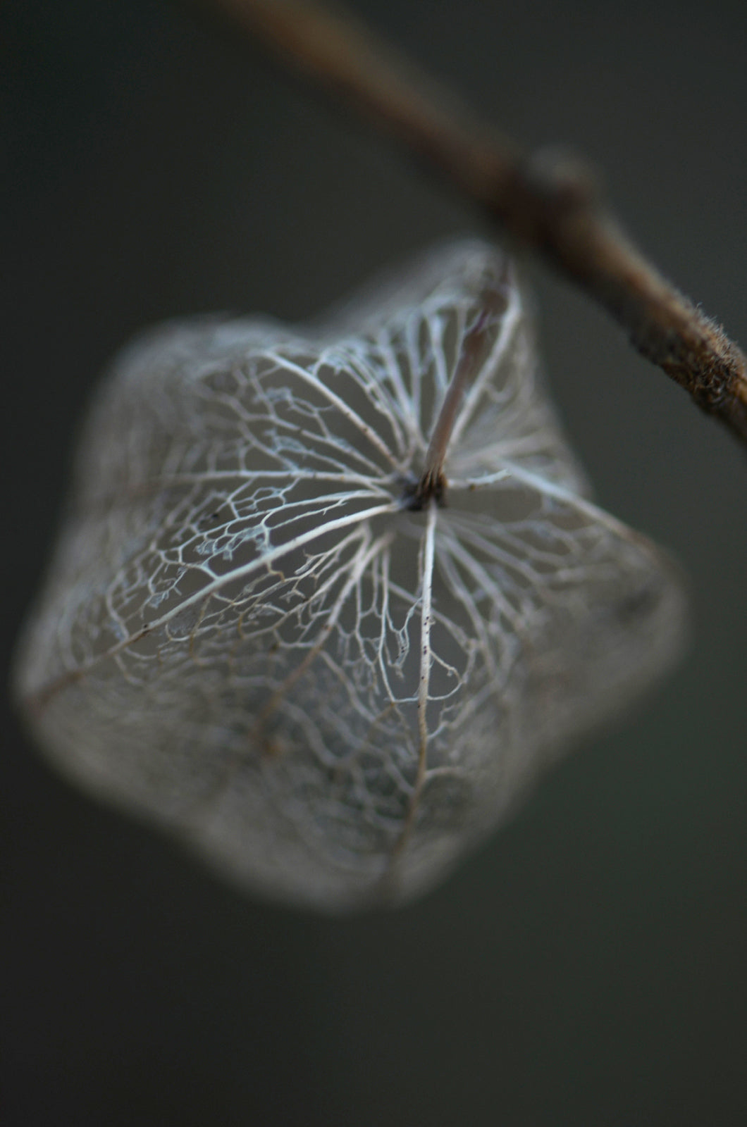 Beautiful macro image of a Chinese Lantern-Canvas Art Print by Kristen Olivares