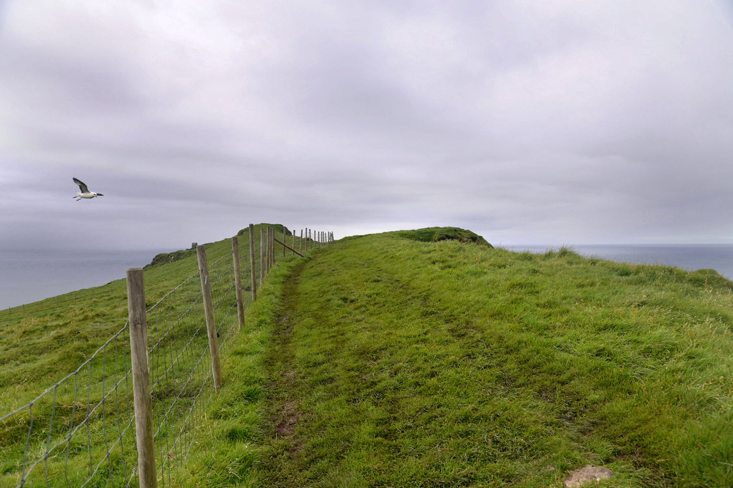 Beautiful image of a path along a cliff in the Faroe Islands. Framed fine art photography by Kristen Olivares