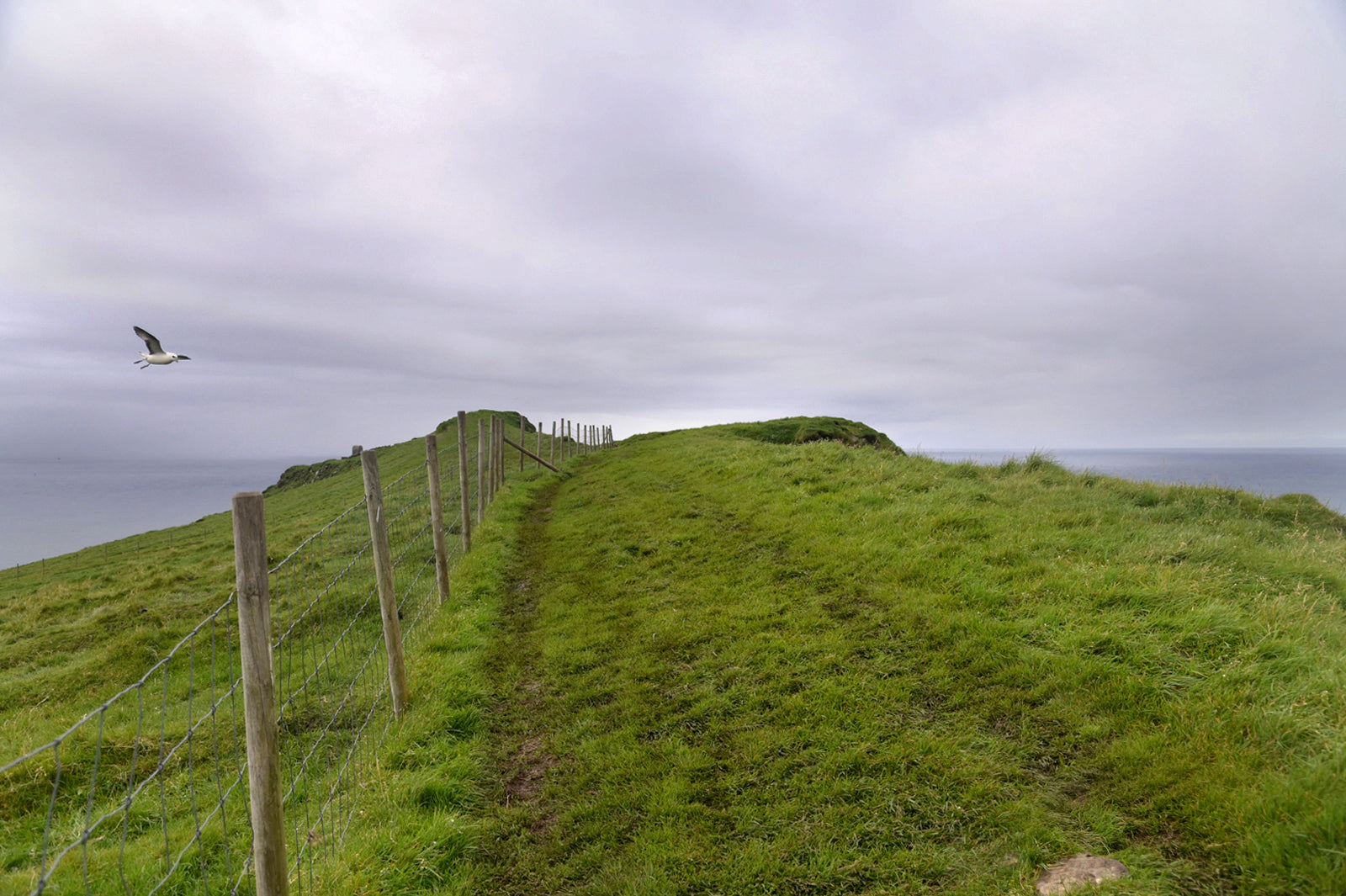 Beautiful image of a path along a cliff in the Faroe Islands. Framed fine art photography by Kristen Olivares