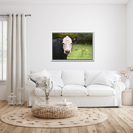 Black and white cow staring at me in a field of yellow flowers in Ireland. Framed Canvas print by Kristen Olivares