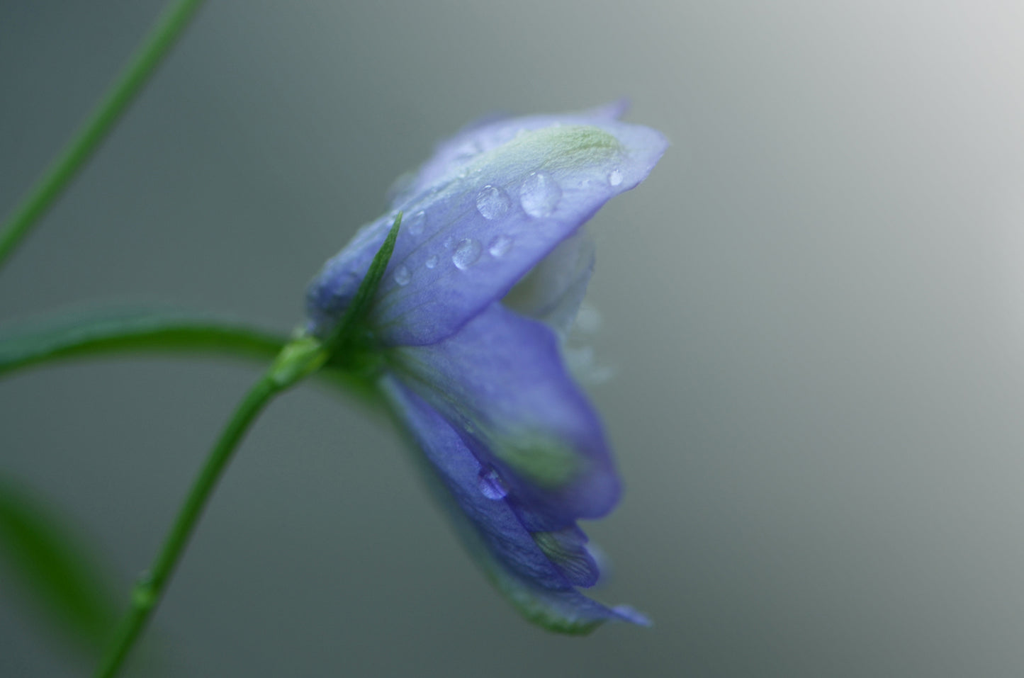 A beautiful Delphinium Flower in the rain. Framed fine art photography by Kristen Olivares.