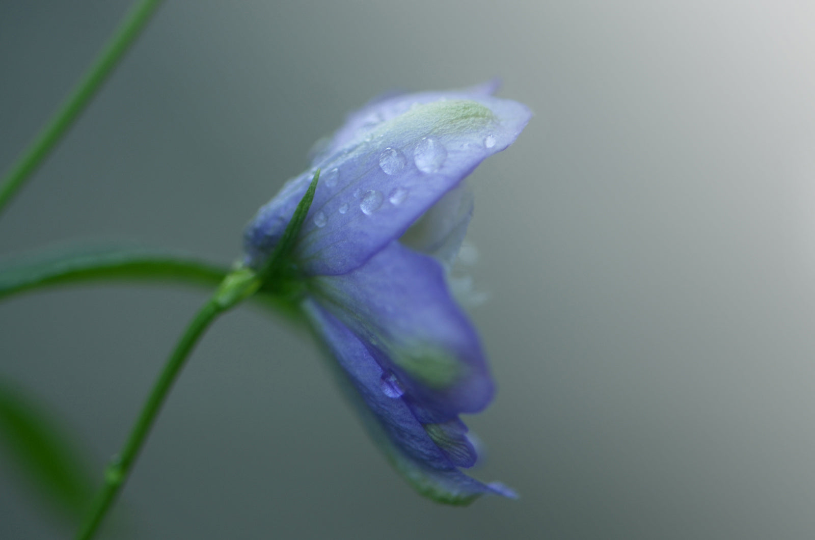A beautiful Delphinium Flower in the rain. Framed fine art photography by Kristen Olivares.