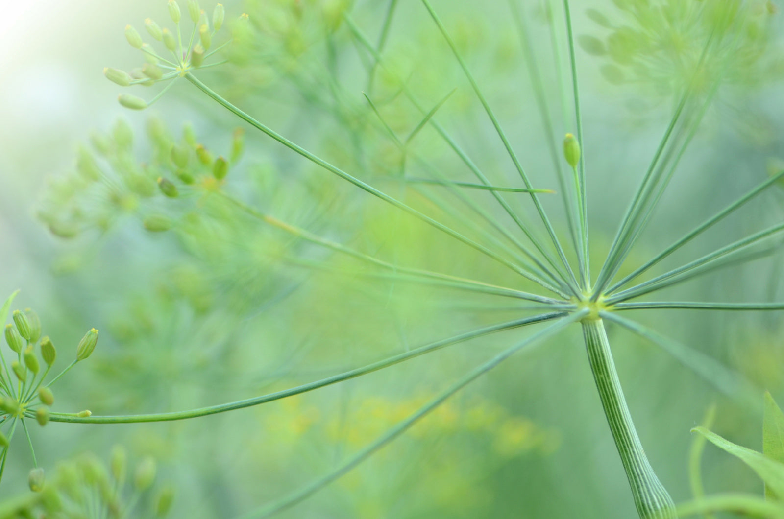 Beautiful macro of Dill flower stems. Framed canvas wall art. Fine Art Photography by Kristen Olivares