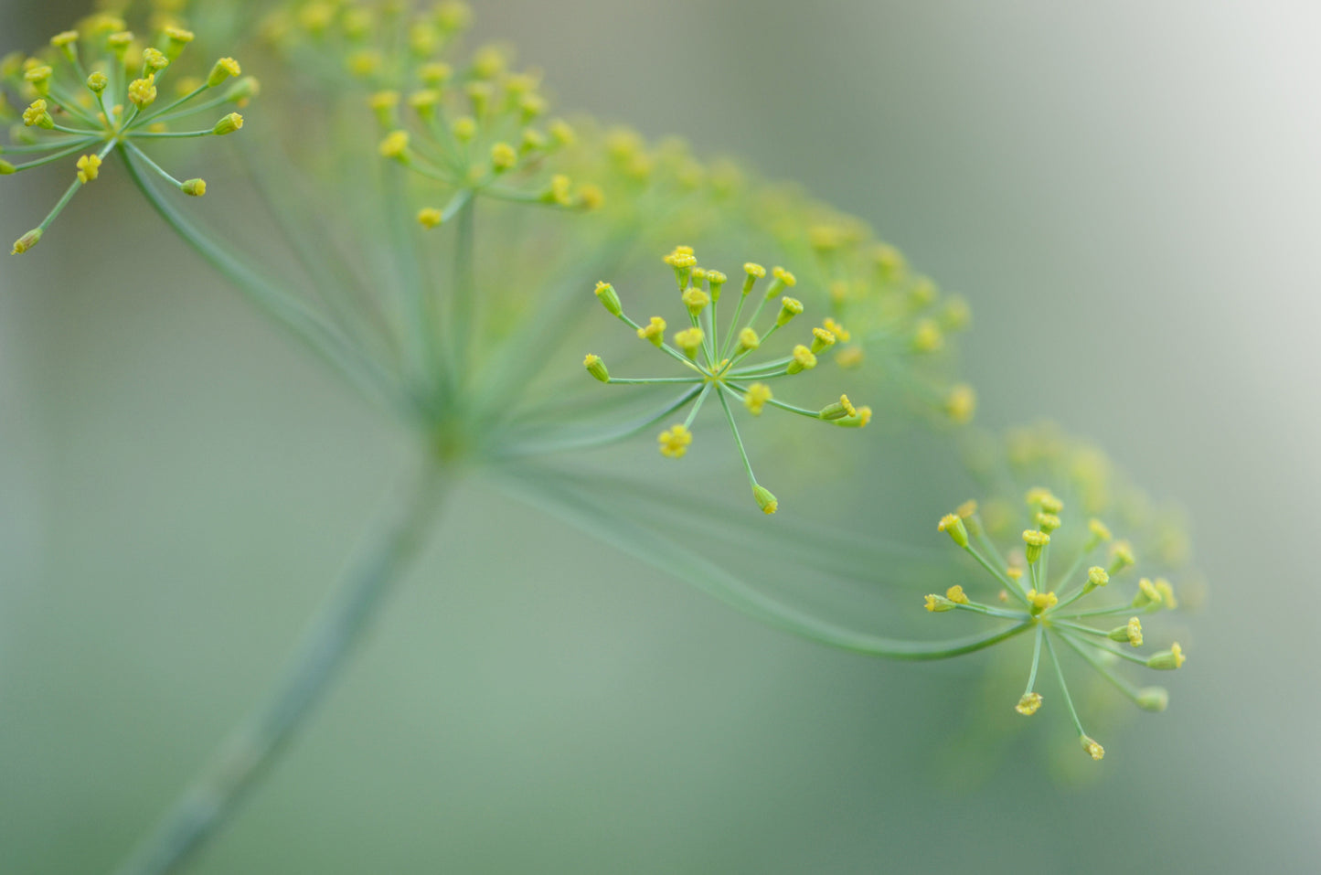 Beautiful, bright yellow Dill flower Framed canvas art. Fine art photography by Kristen Olivares.