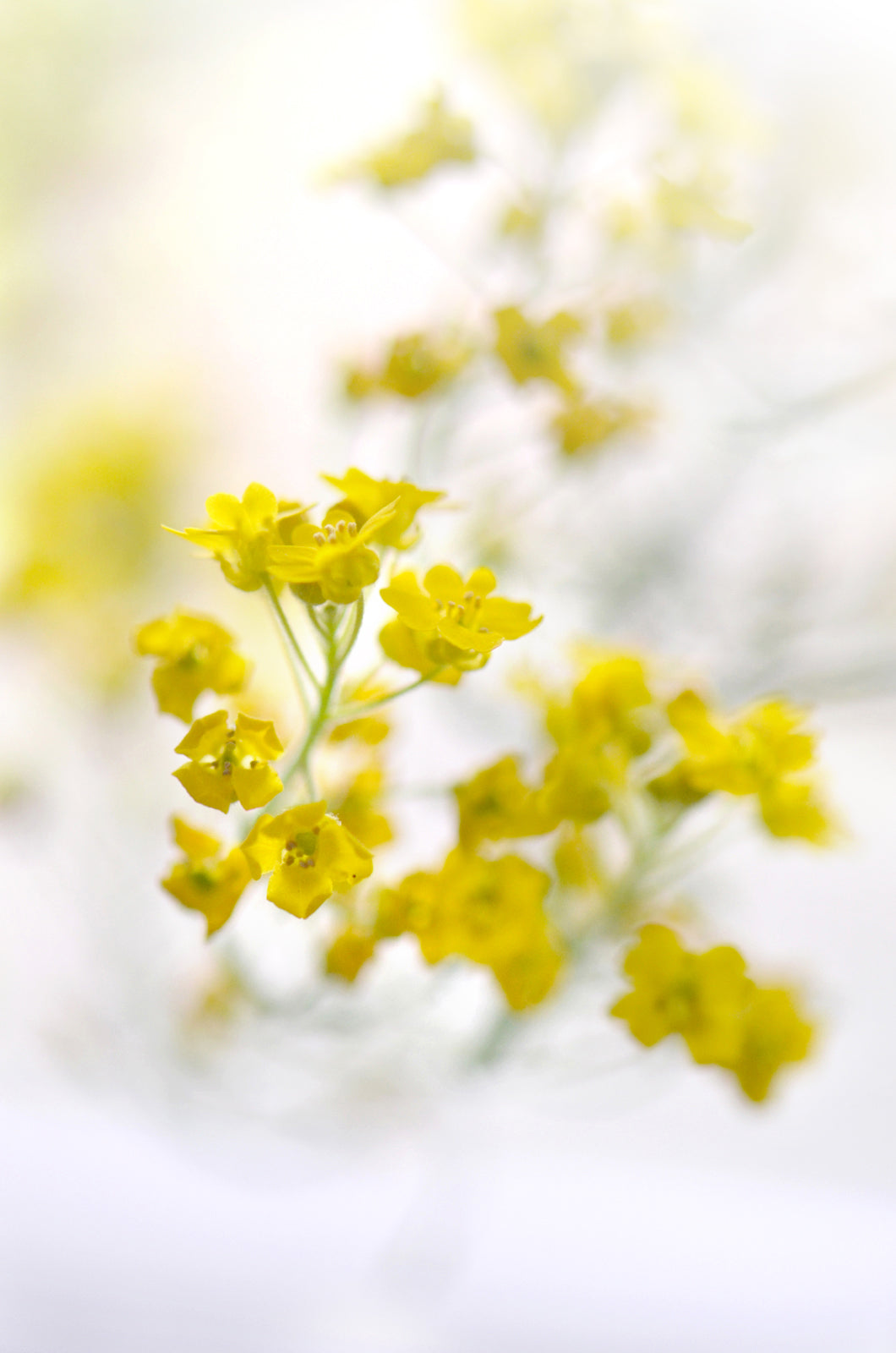 Beautiful, bright yellow flowers. Fine Art Photography. Kristen Olivares.