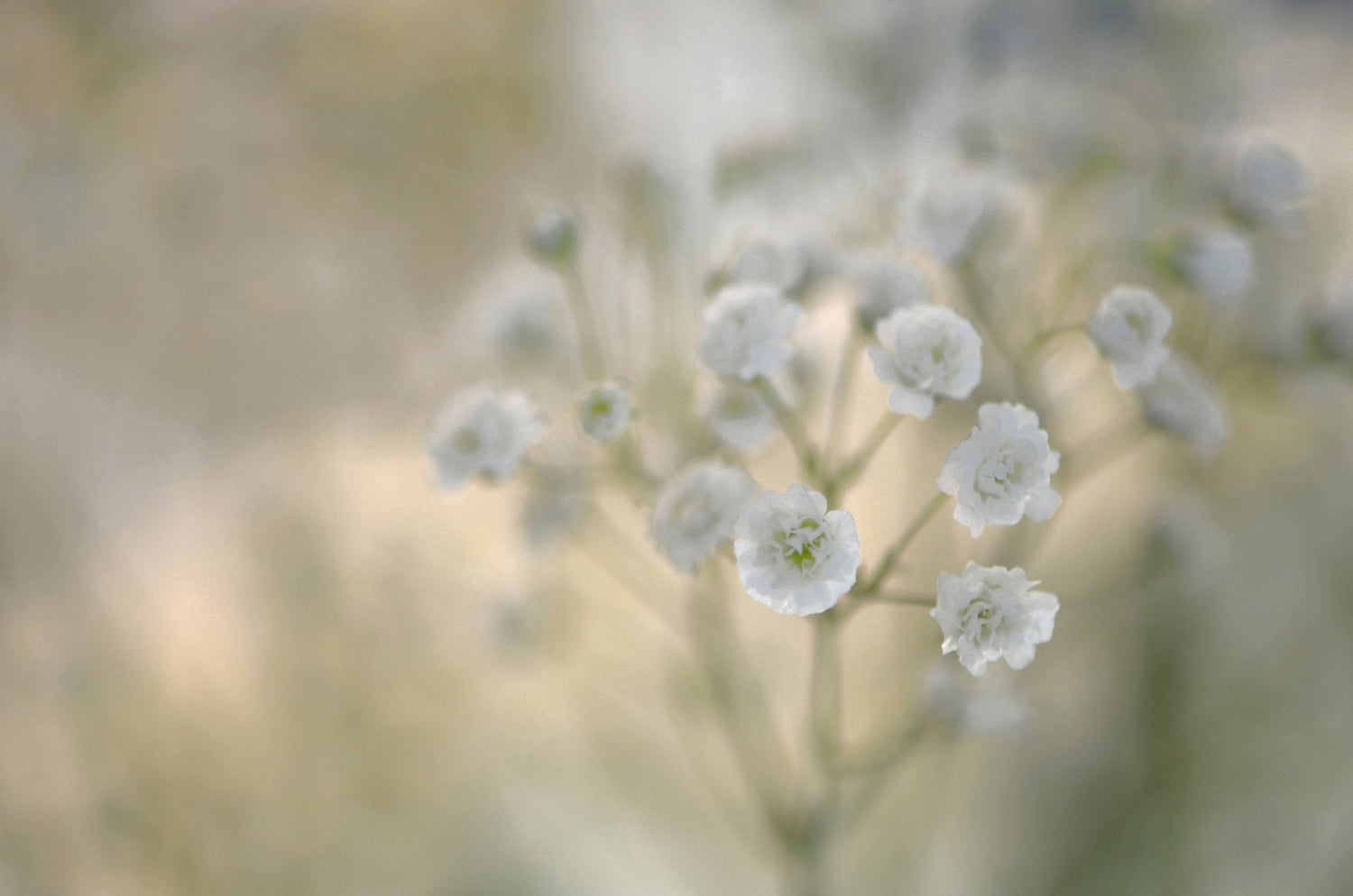 Delicate baby's breath flowers. Fine Art Photography. Kristen Olivares.