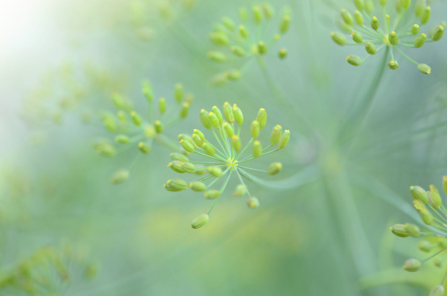 Details of a yellow Dill flower. Fine Art Photography. Kristen Olivares