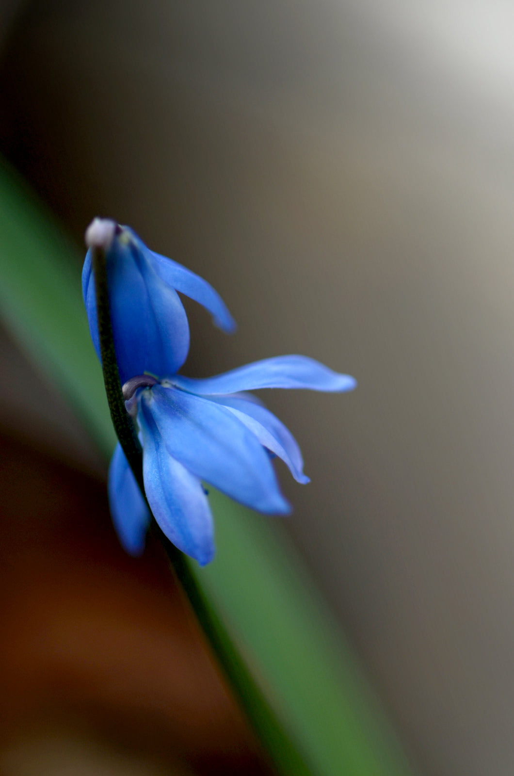 blue Siberian Squill flowers.  Fine Art Photography. Kristen Olivares