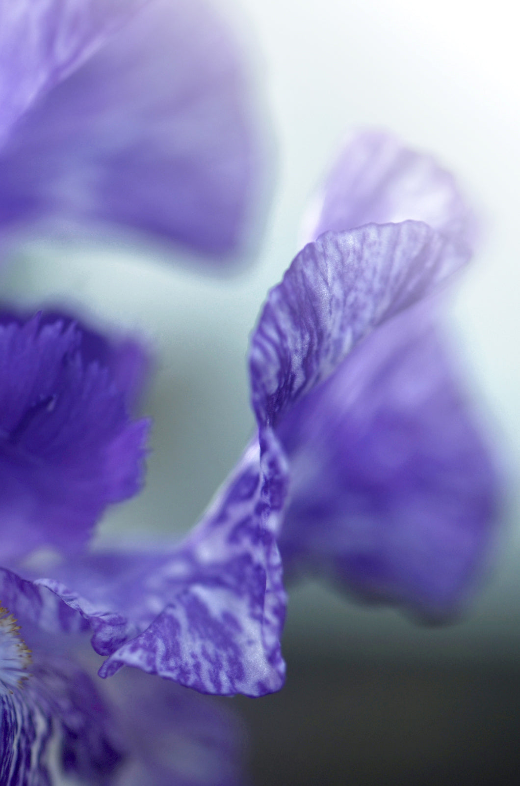 Purple Iris petals in the mist.  Fine Art Photography. Kristen Olivares