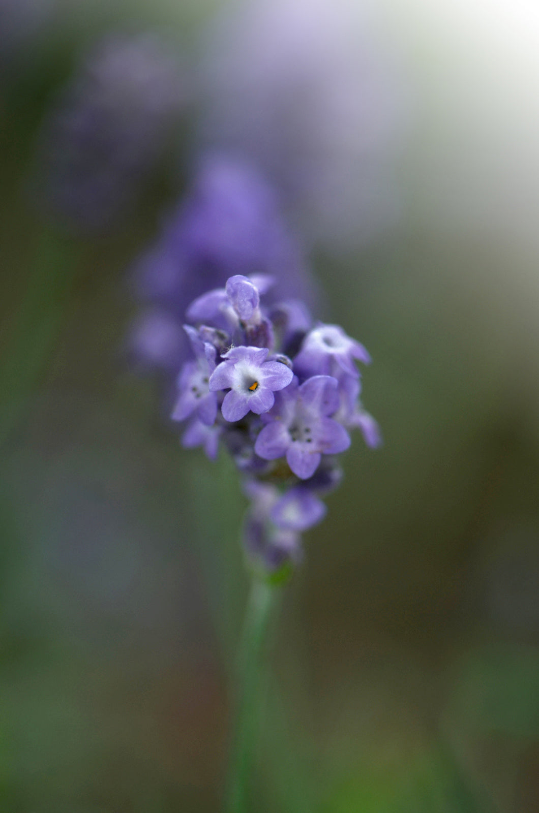 Purple Heliotrope Flowers.  Fine Art Photography. Kristen Olivares