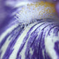 Inside details of a purple Iris.  Fine Art Photography. Kristen Olivares