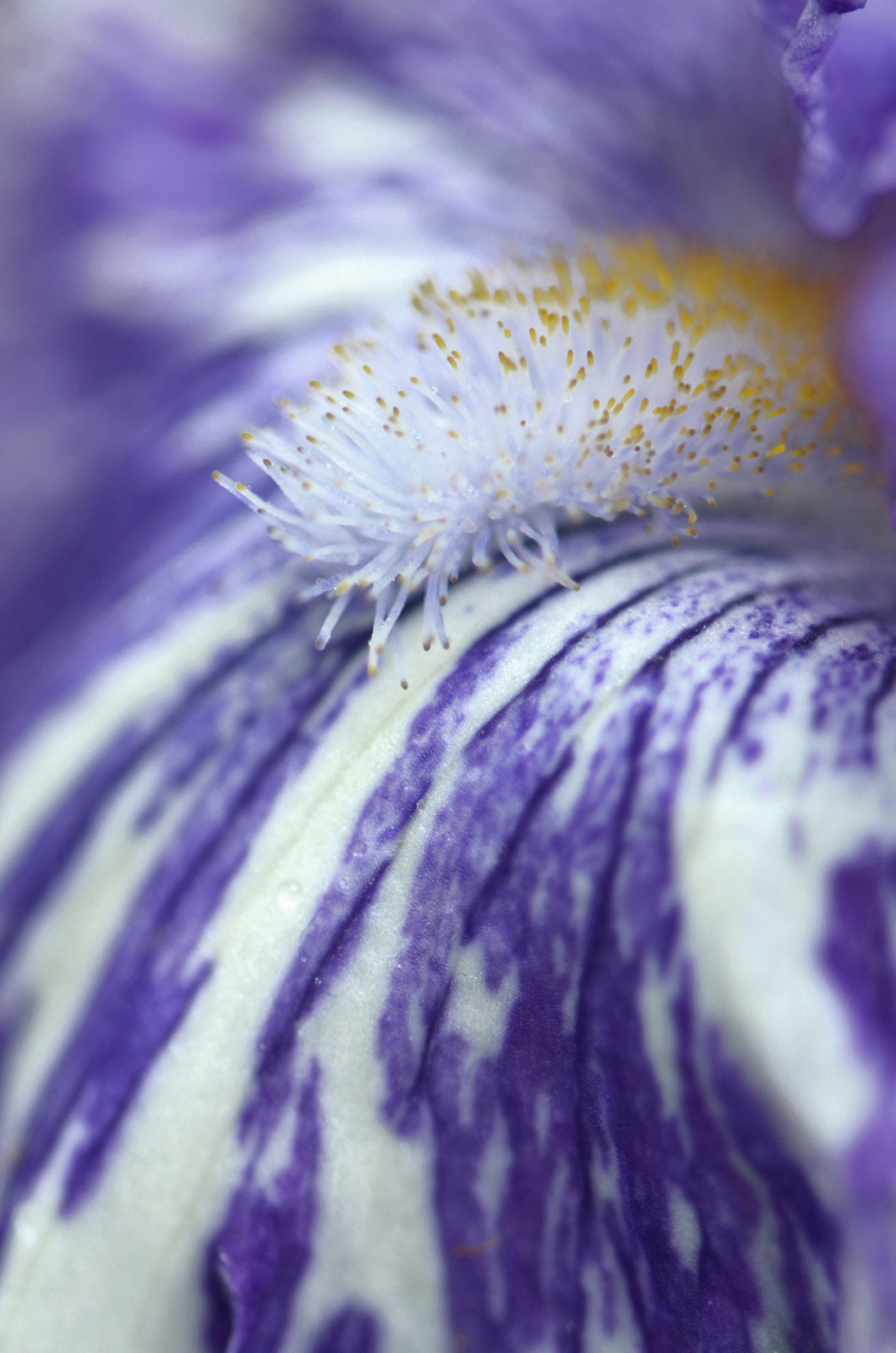 Inside details of a purple Iris.  Fine Art Photography. Kristen Olivares