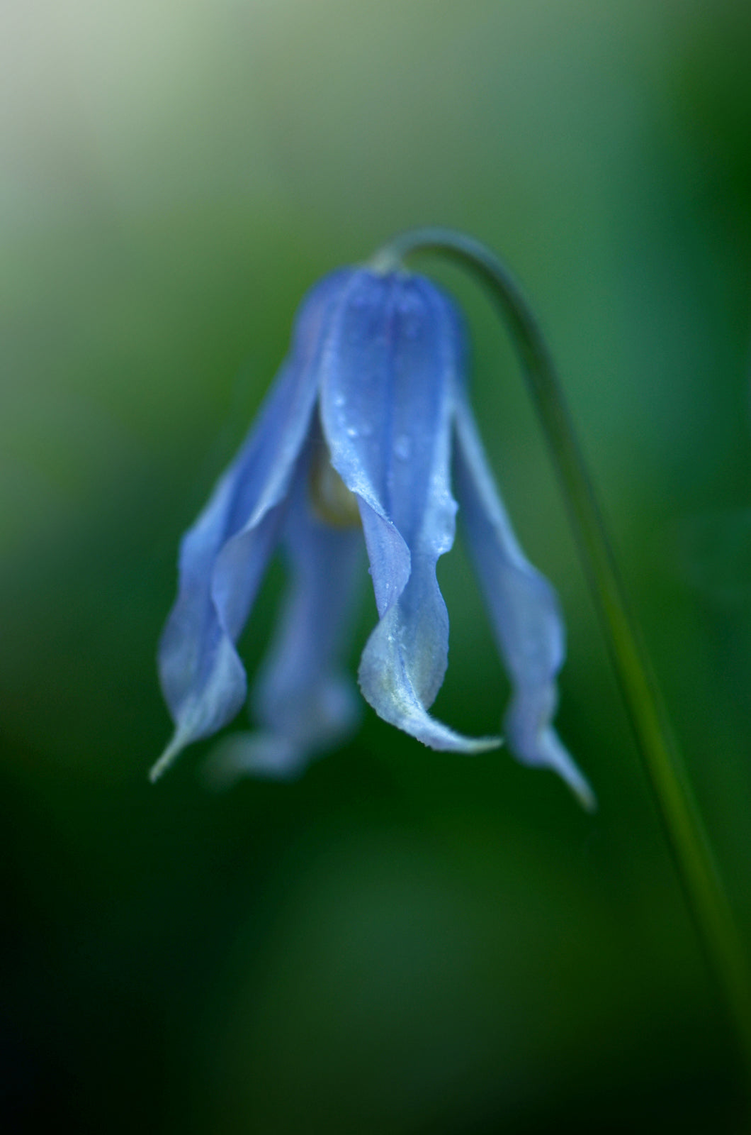 Beautiful, unique, blue, bell shaped Clematis flower.  Fine Art Photography. Kristen Olivares