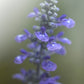 Light purple flowers.  Fine Art Photography. Kristen Olivares