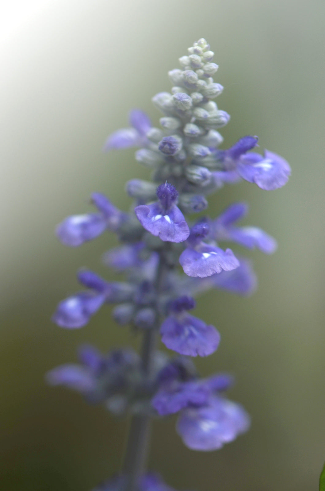 Light purple flowers.  Fine Art Photography. Kristen Olivares