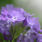 Purple Phlox flowers after the rain.  Fine Art Photography. Kristen Olivares