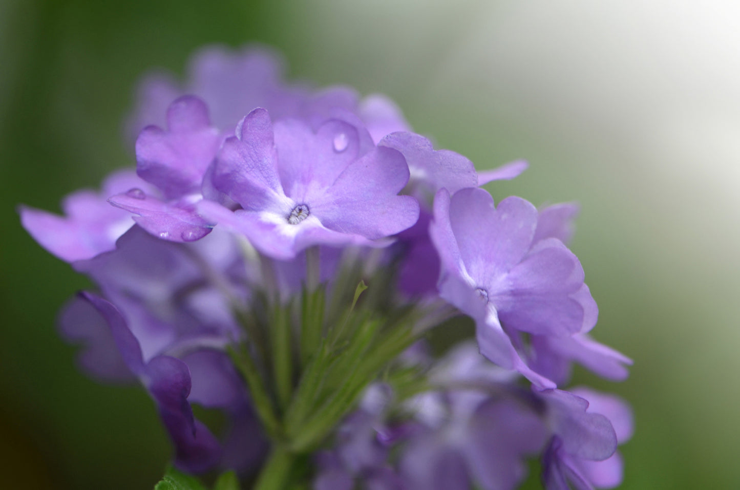 Purple Phlox flowers after the rain.  Fine Art Photography. Kristen Olivares