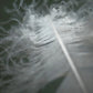 Beautiful feather photo, wall art by Kristen