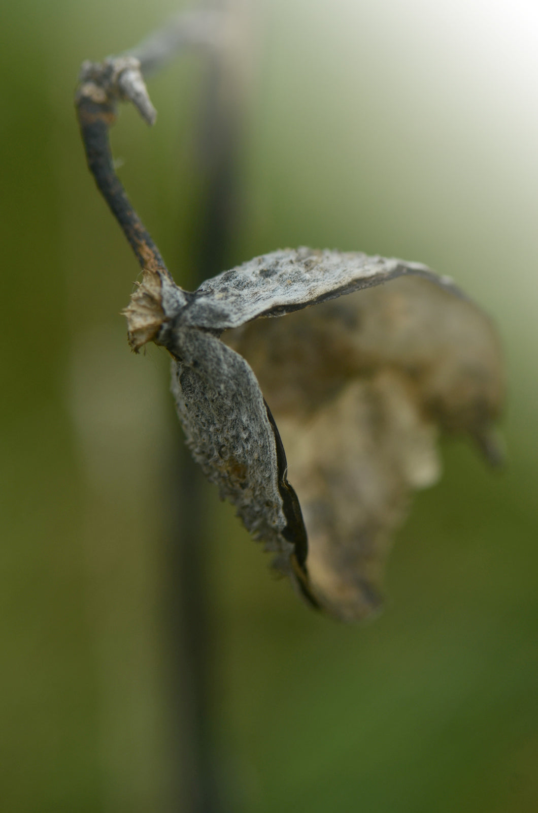 Dried Seed pod from a Milkweed Flower. Fine art photography by Kristen Olivares