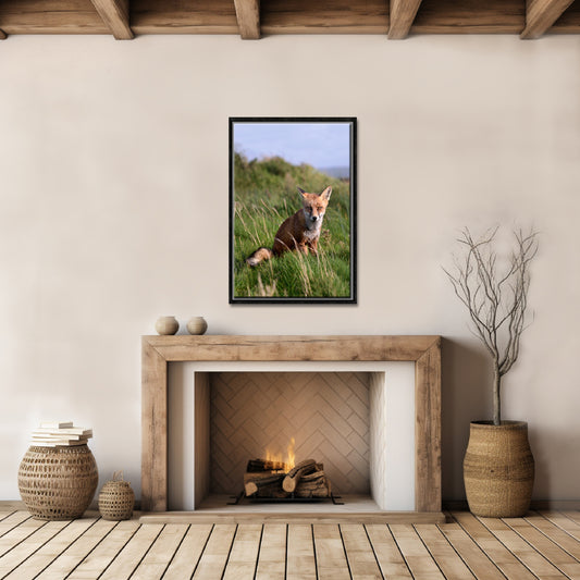 A beautiful fox in the field of Ireland. Framed Canvas Wall Art by Kristen Olivares.
