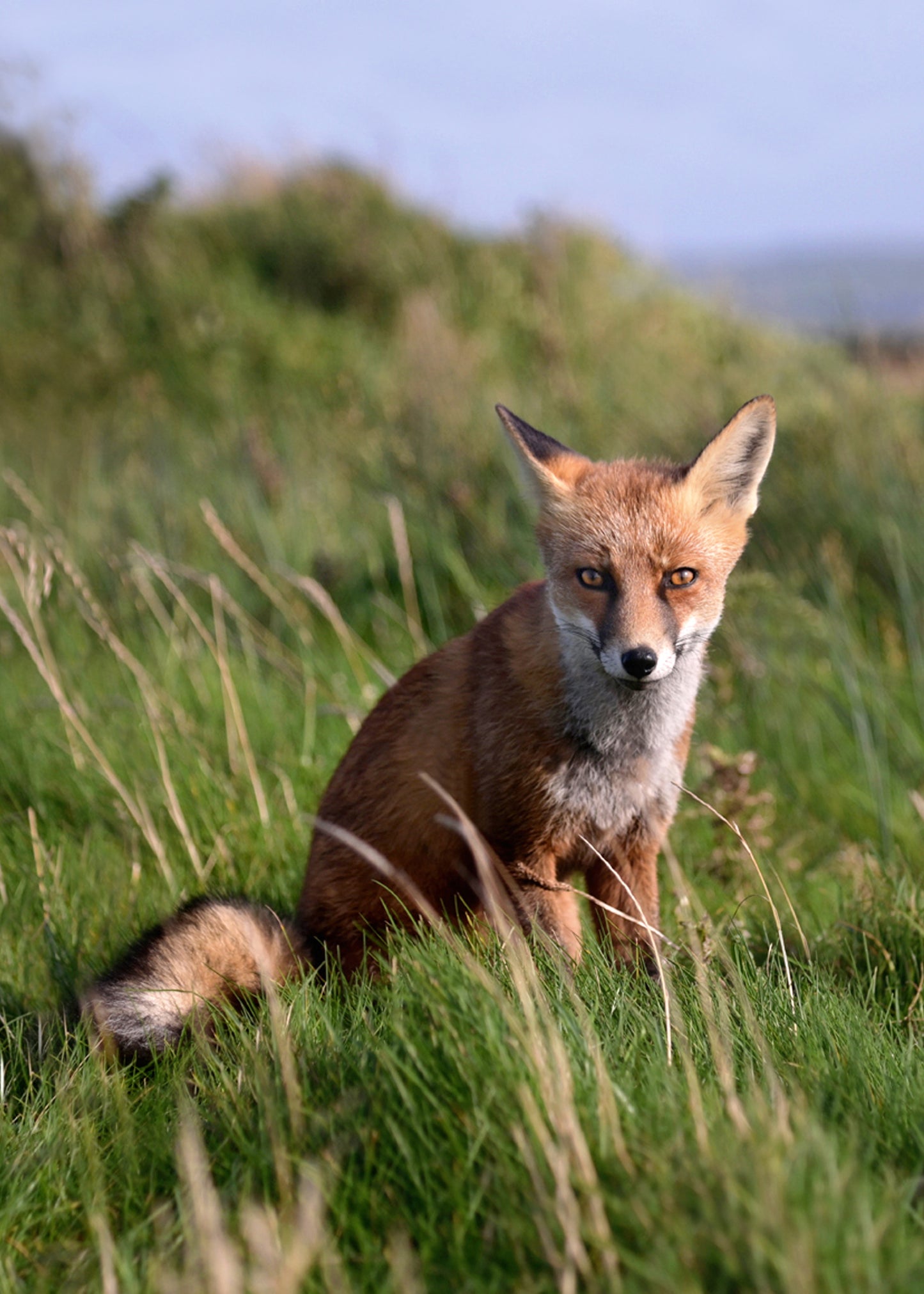 A beautiful fox in the field of Ireland. Framed Canvas Wall Art by Kristen Olivares.