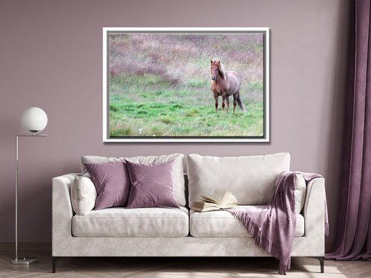 Free In The Field-Fine Art Photography-Wild Icelandic Horse
