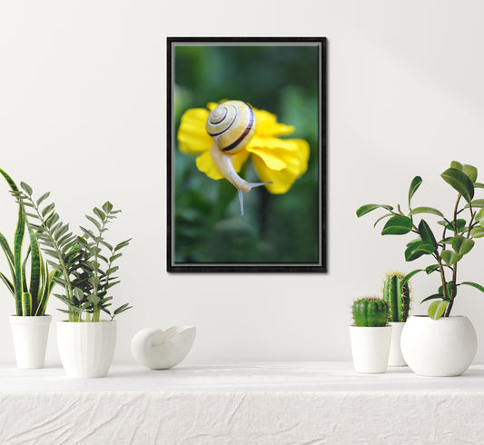 Bright yellow garden snail crawling along the garden. Framed fine art photography by Kristen Olivares.