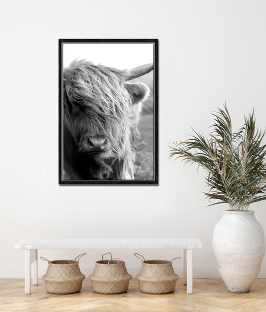 Highland Cattle-Fine Art Photography-Beautiful Highland Cow-Faroe Islands-Black and White