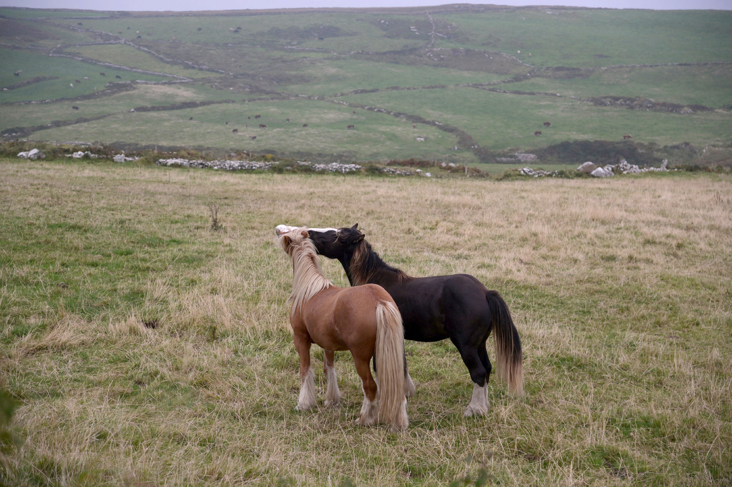Two loving, playful horses interacting in the fields of Ireland. Framed canvas wall art by Kristen Olivares