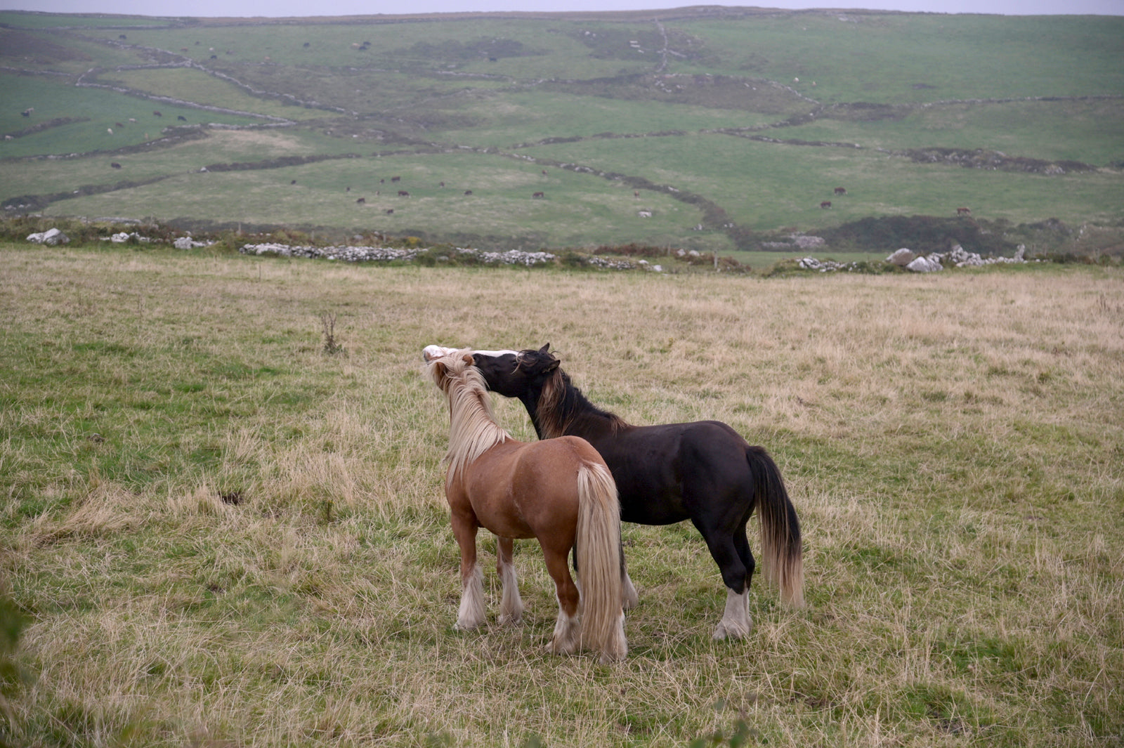 Two loving, playful horses interacting in the fields of Ireland. Framed canvas wall art by Kristen Olivares