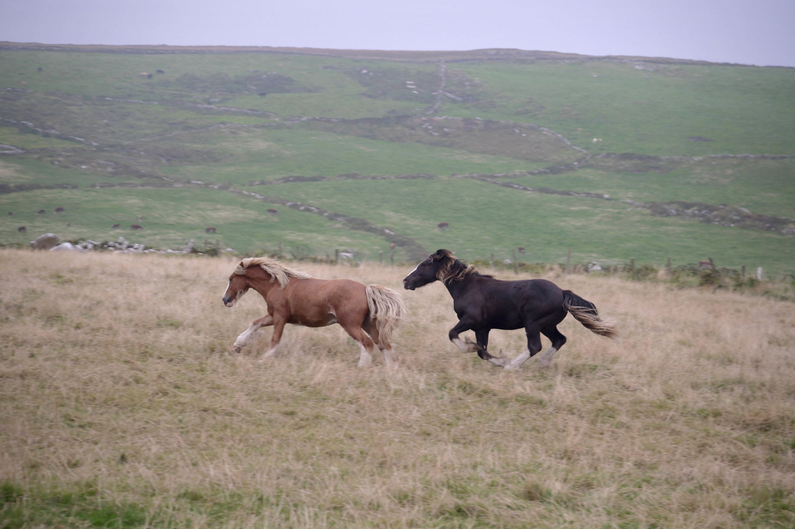 Two horses running free in Ireland, canvas art print