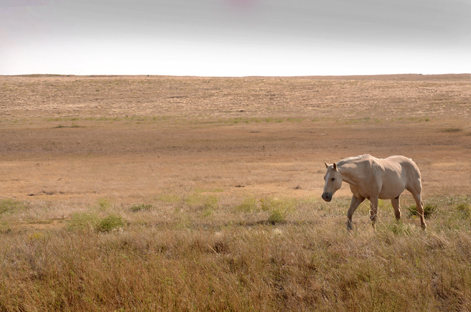 A light tan wild horse in Yellowstone. Fine Art Photography. Kristen Olivares.