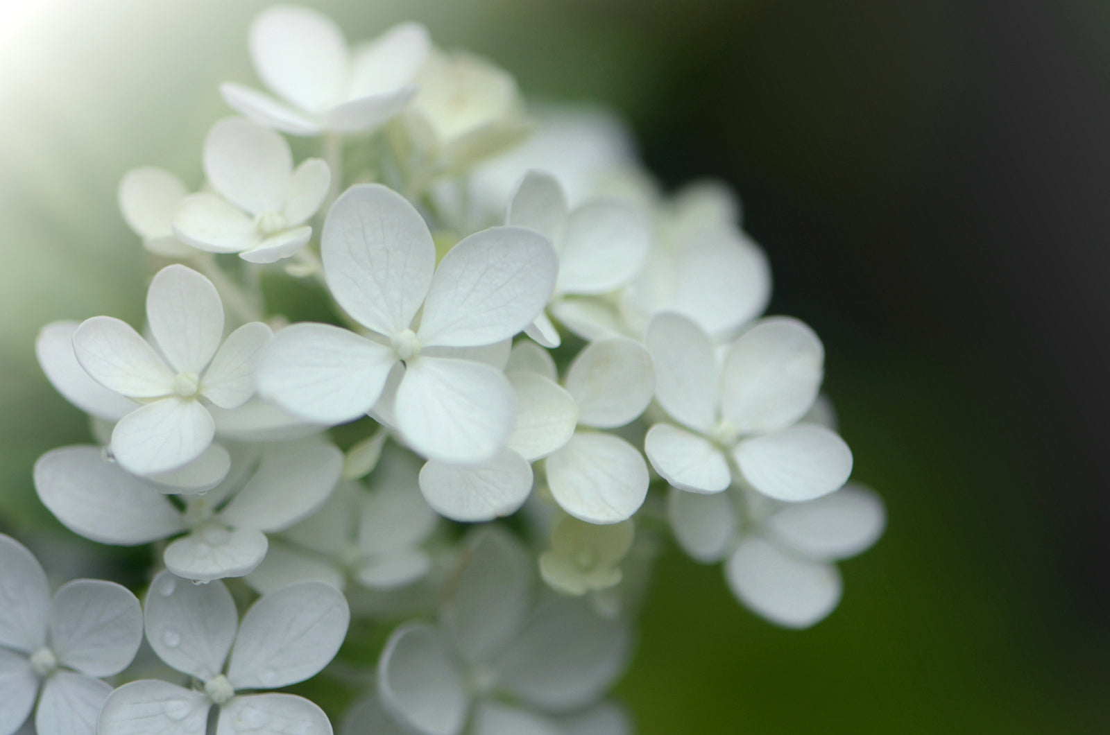 Beautiful White Hydrangea flower in the morning light. Framed canvas wall art by Kristen Olivares.